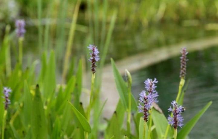 BV Alzenau, Swimming Teich