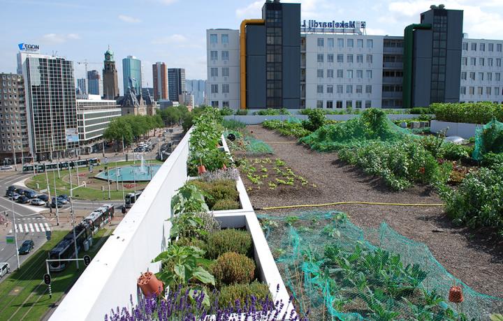 Optigrün international AG